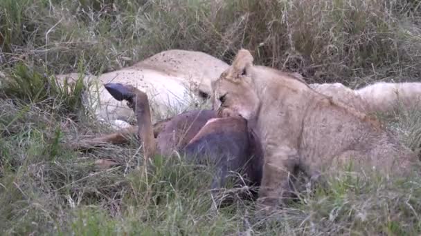 Egy Oroszlán Kölyök Megrágja Egy Halott Topi Antilop Lábát Masai — Stock videók