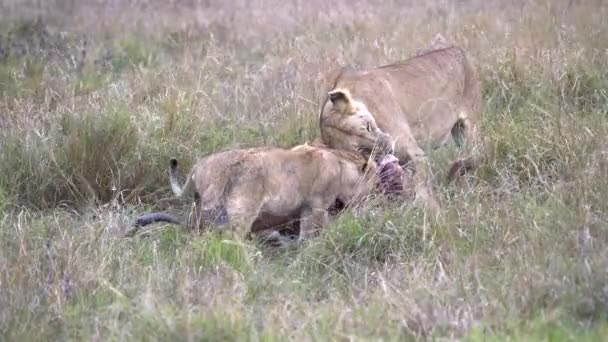 Singa Betina Hits Anaknya Yang Terlalu Dekat Sementara Dia Makan — Stok Video