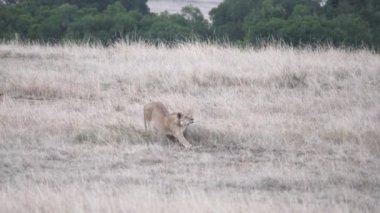 Bir dişi aslan Kenya, Afrika 'daki Masai Mara Ulusal Rezervi' nde esniyor. 4K 60 peni.