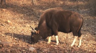 Hindistan 'da Tadoba ve Hari Kaplanı' nda otlayan bir boğa gaurunun güneşli bir sabah görüntüsü.