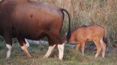 Bir Gaur ineği, yavrusunu tadoba ve hari kaplanı koruma sahasında ortaya çıkarmak için harekete geçer. 4K 60p