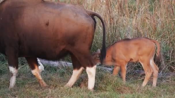 Una Vaca Gaur Mueve Para Revelar Ternero Reserva Tigre Tadoba — Vídeos de Stock