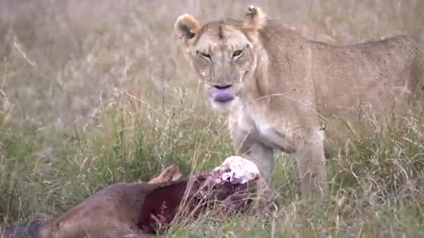 Close Van Een Leeuwin Die Een Topi Antilope Kill Masai — Stockvideo