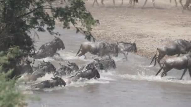 Gnugga Hjord Korsar Floden Mara Masai Mara Nationalreservat Kenya Afrika — Stockvideo