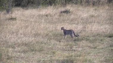 Kenya, Afrika 'daki Masai Mara Ulusal Rezervi' nde yürüyen bir çita yavrusunun izleme görüntüsü.