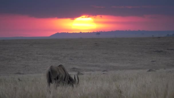 在非洲肯亚的Masai Mara国家保护区拍摄了大量的羚羊和灿烂的日落 — 图库视频影像