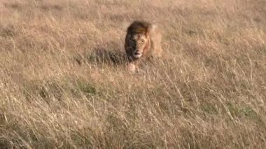 Bir erkek aslan, Kenya, Afrika 'daki Masai Mara Ulusal Rezervi' nde uzun otların arasından kameraya doğru yürüyor.