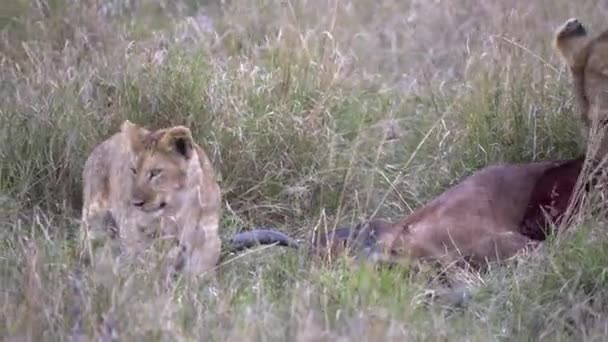 Λιοντάρι Κουταβάκι Στέκεται Δίπλα Ένα Τόπι Σκοτώσει Masai Mara Εθνικό — Αρχείο Βίντεο