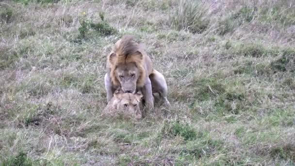 Breed Schot Van Twee Leeuwen Paren Masai Mara National Reserve — Stockvideo