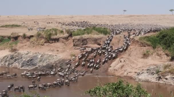Ultraweitwinkelaufnahme Einer Gnu Herde Die Den Mara Fluss Masai Mara — Stockvideo
