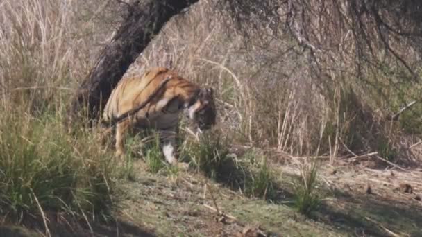 60P Clip Bengal Tiger Sitting Yawning Tadoba Andhari Tiger Reserve — Stock Video