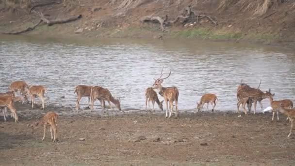 Axel Hjort Besättning Vid Ett Vattenhål Tadoba Andhari Tigerreserv Indien — Stockvideo