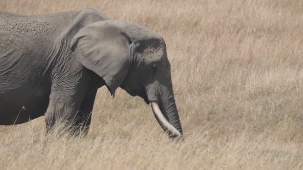 非洲肯亚的Masai Mara野生动物保护区喂大象的慢动作片段 — 图库视频影像
