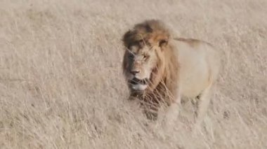 Kenya 'daki Masai Mara Ulusal Rezervi' nde kuru çimlerde yürüyen bir erkek aslan. 4K 60p.