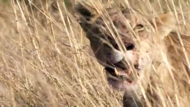 Close Lioness Facing Camera Long Grass Masai Mara National Reserve — Stock Video
