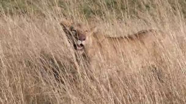 ケニアのマサイ マラ国立保護区の乾いた草の中に立つライオン 60P — ストック動画