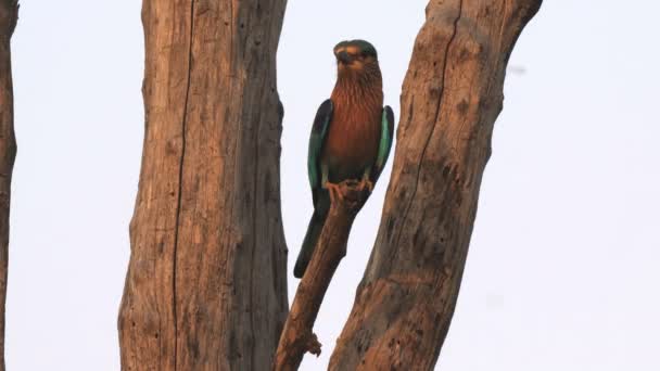 Sonnenuntergang Eines Indischen Rollvogels Der Auf Einem Baum Tadoba Andhari — Stockvideo