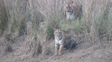 Annesi Maya ile birlikte bir kaplan yavrusu, Tadoba 'da ve kaplan koruma alanında... 4K 60p