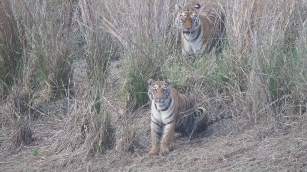 Tygří Mládě Svou Mámou Mayou Tadoba Andhari Tygří Rezervě Indii — Stock video