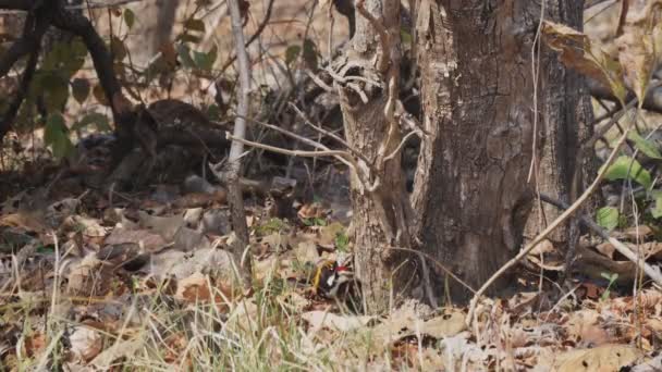 Flameback Preto Rumped Alimentando Base Uma Árvore Reserva Tigre Tadoba — Vídeo de Stock