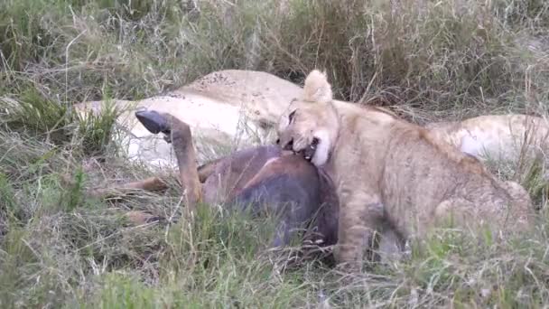 Close Shot Van Een Leeuwenwelp Kauwend Een Dode Topi Antilope — Stockvideo