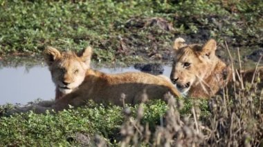 Kenya, Afrika 'daki Masai Mara ulusal rezervindeki bir su birikintisinde kameraya bakan iki aslan yavrusunun yakın görüntüsü