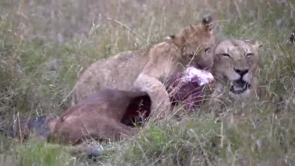 Una Leona Cachorro Alimentan Juntas Antílope Topi Reserva Nacional Masai — Vídeos de Stock
