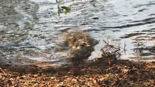 Κροκόδειλος Ληστής Στην Ακτή Της Λίμνης Tadoba Του Αποθέματος Τίγρης — Αρχείο Βίντεο