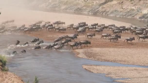 Wildebeest Antelope Crossing Mara River Masai Mara National Reserve Kenya — Stock Video