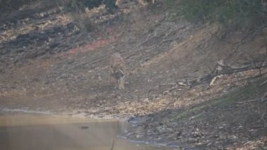 Bir erkek Bengal kaplanı bir su birikintisine gider ve Hindistan 'da Tadoba ve Hari kaplan rezervine uzanır. 4K 60p.