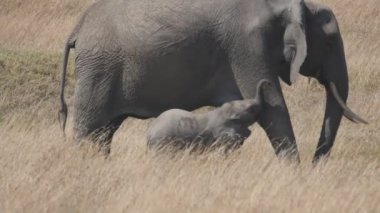 Kenya 'da annesiyle birlikte Masai Mara' da bir buzağının yavaş çekim sahnesi. Orijinali 180p.