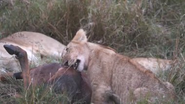 Kenya, Afrika 'da Masai Mara' da bir topiyi çiğneyen bir aslan yavrusunun 7X yavaş çekim klibi.