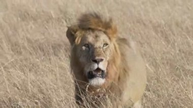 4K 60p yakın görüntüde güneşli bir sabahta Masai Mara 'da yürüyen bir erkek aslan görülüyor.