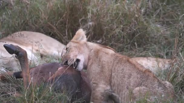 Slow Motionクリップのライオン赤ちゃんチューイングオンA TopiにMasai Maraゲームリザーブでケニア アフリカ — ストック動画
