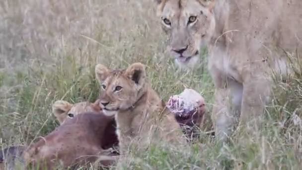 60P Close Filhotes Leão Uma Leoa Alimentando Reserva Nacional Masai — Vídeo de Stock