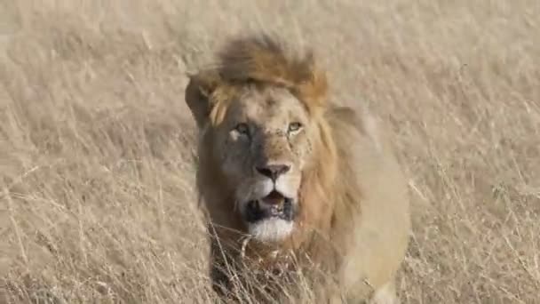60P Close View Van Een Mannelijke Leeuw Wandelen Bij Masai — Stockvideo