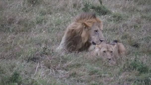 60P Primer Plano León Leona Apareándose Reserva Nacional Masai Mara — Vídeo de stock