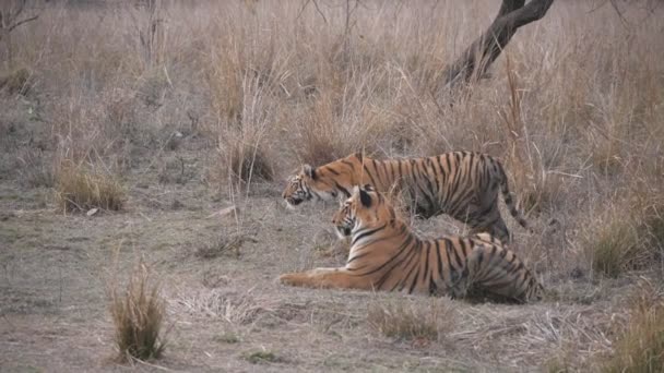 Tiro Câmera Lenta Dois Tigres Jovens Perseguindo Gaur Reserva Tigre — Vídeo de Stock