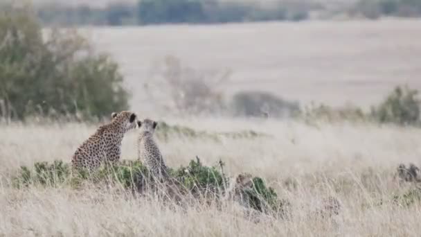 Gepardenmutter Und Jungtier Auf Beutejagd Der Savanne Des Masai Mara — Stockvideo