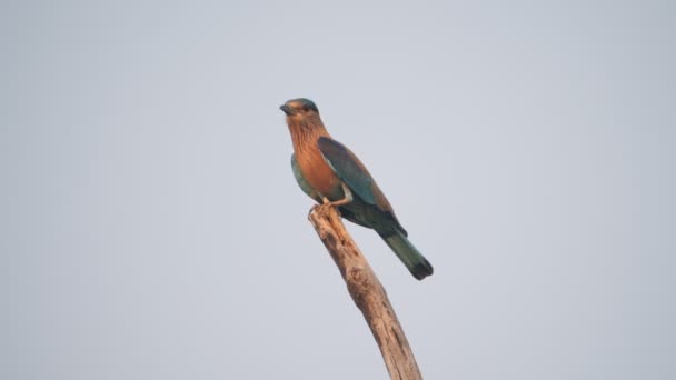 Zeitlupen Clip Eines Indischen Rollvogels Der Einem Baum Tadoba Ahdhari — Stockvideo