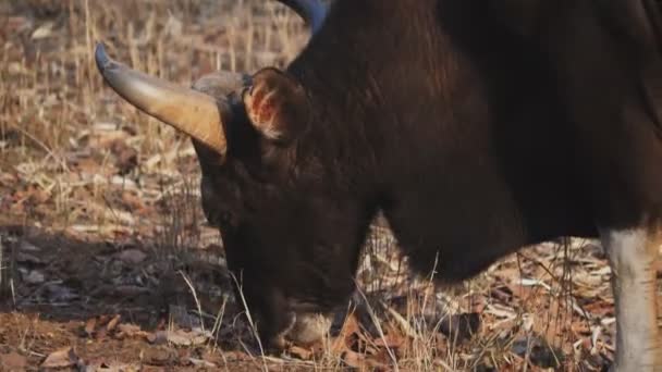 60P Primer Plano Disparo Gaur Toro Pastando Reserva Tigre Andhari — Vídeos de Stock