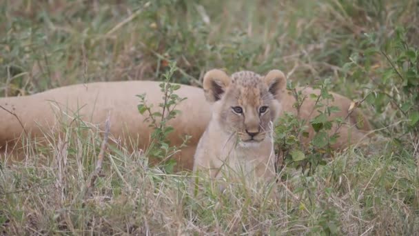 180Pクローズアップスローモーションショットのライオン赤ちゃん座っています隣に彼のお母さんとともにMasai Maraゲームリザーブでケニア — ストック動画