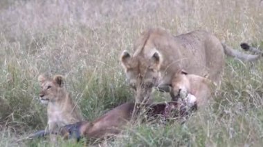 Bir aslan yavrusu Kenya, Afrika 'daki Masai Mara Ulusal Rezervi' nde beslenirken yan yatar. 4K 60p.