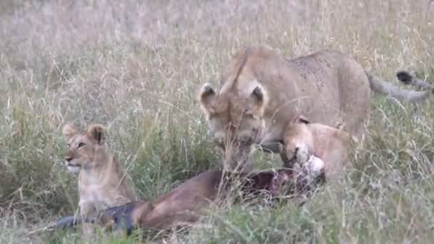 Anak Singa Melompat Sisinya Sementara Keluarganya Feed Masai Mara Cadangan — Stok Video
