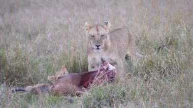 Kenya 'daki Masai Mara oyun parkında bir topi leşinden beslenirken aslanın homurdanmasının 180p yavaş çekim klibi
