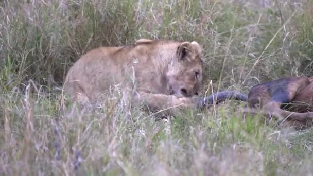 Filhote Leão Jovem Come Antílope Topi Morto Masai Mara Reserva — Vídeo de Stock
