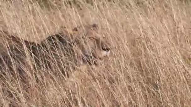 Close Van Een Leeuwin Lang Droog Gras Bij Het Masai — Stockvideo