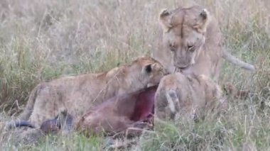 Bir dişi aslan ve iki yavrusunun Kenya, Afrika 'daki Masai Mara Ulusal Rezervi' nde topi antilop yediği 4K 60 poundluk klip.