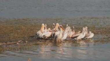 Jaipur 'da Jagal Gölü kıyısındaki büyük beyaz pelikanlar... 4K 60p