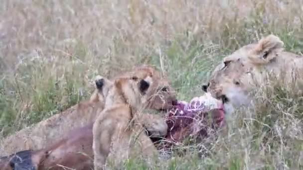 Filhote Leão Leoa Puxar Uma Carcaça Antílope Topi Masai Mara — Vídeo de Stock